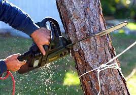 Tree Removal Adelaide Tree Removal Service Tree Felling Tree Removal