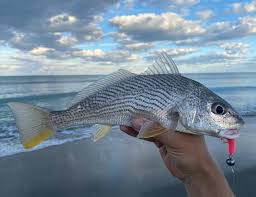 Image result for Dicoma arenaria