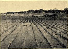 Image result for Crotalaria longithyrsa