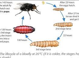 Forensic Entomologist: Job Description, Duties And Requirements