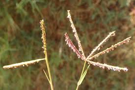 Image result for Paspalum vaginatum
