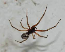Find out how to identify and remove spiders with our orkin experts. The World S Most Dangerous Spiders Warning Graphic Images Cbs News