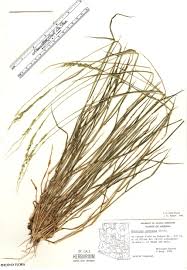 Image result for Eriochloa
