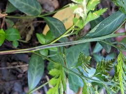 Image result for Asplenium adiantum-nigrum