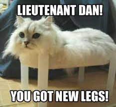 Funny Cat Memes Best Cute Kitten Meme And Pictures