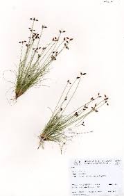 Image result for Bulbostylis trabeculata