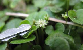 Image result for Dichondra