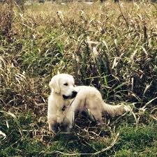 Golden retriever puppies are adorable and if you are buying one of your own, sometimes making a choice can be difficult. Cotton Fields Golden Retrievers Home Facebook