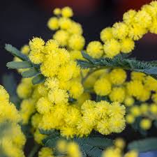 Image result for Acacia dealbata