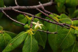 Image result for Rytigynia monantha