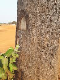 Image result for Maerua friesii