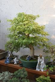 Bonsai pots a tree is a tree, a pot is only a pot. Bonsai Pflanzen Pflege Und Tipps Mein Schoner Garten