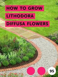Learn How To Grow Lithodora Diffusa Flowers How To Guides Tips And Tricks Orchid Cactus Lawn Growing Tomatoes In Containers