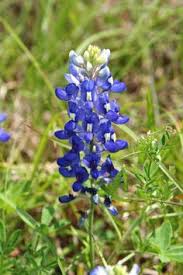 Here are 10 reasons why san angelo is wonderful, and why the city should be on your list of travels for 2020. 65 San Angelo Texas Ideas San Angelo Texas San Angelo Texas