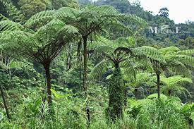 Image result for Cyatheaceae