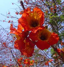 Image result for Fernandoa abbreviata