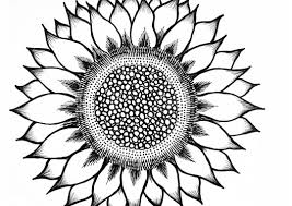 Mewarnai gambar bunga matahari 1 pinterest download gambar online. Beragam Gambar Sketsa Bunga Lengkap Wallpaper Keren Gambar Wallpaper Keren