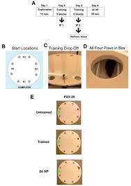 Typical barnes maze protocols consist of a habituation phase, in which the mouse is potentially, the differences in barnes maze protocols utilized in the above studies may have contributed to the. A Modified Barnes Maze For Juvenile Rats Bio Protocol