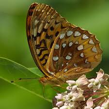 Image result for Sartidia angolensis