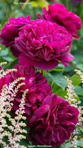 The longmont memorial rose garden in longmont, colo. 900 English Garden Roses Ideas Beautiful Roses David Austin Roses English Roses