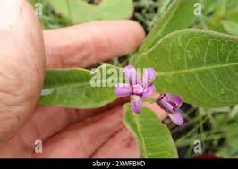 Image result for Raphionacme hirsuta