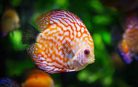 15 Attractive Colorful Freshwater Fish And How To Care For Them