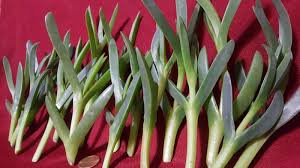 Image result for Delosperma spp.