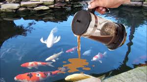 It has a 1000 gallon coverage area, and you can buy 5 lbs of the product at the time, meaning it can treat big ponds. I Poured 10 Gallons Of Coffee In A Koi Pond You Won T Believe What Happens Next Youtube