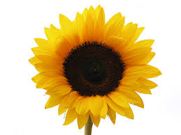 20 free cliparts with realistic clipart sunflower on our site site. Half Of A Sunflower Drawing Novocom Top