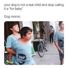 15 Fresh Animal Memes That Are All You Need This Morning I Can Has Cheezburger