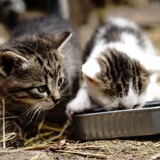 All american pet proteins, llc | 175 followers on linkedin. The Environmental Footprint Of Your Pet Is Bigger Than You Think The Verge