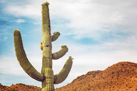 I think of myself as a monument. 10 Best Large Cactus Plants