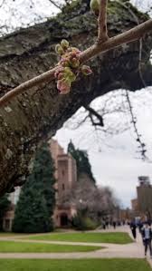 Maybe you would like to learn more about one of these? Despite Snow In Seattle Cherry Blossoms On Track For Typical Season Uw News