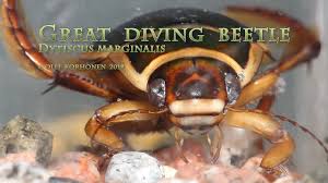 Image result for Dyschoriste multicaulis