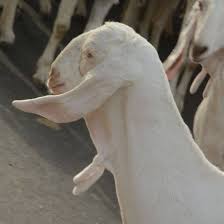 Sojat is located in jaipur city, india at the 25.9249, 73.6663 coordinates. Jajam Goat Sojat Home Facebook