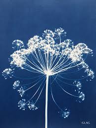 Artiste Cyanotype Plante Recherche Google Photographie Ancienne Herbier Techniques De Photographie