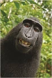 Funny Monkey Face Humorous Photo Poster Kid Friendly Animal Lover 24x36 New Monkeys Funny Animals Beautiful Animals