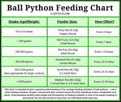 10 Best Ball Pythons Images Ball Python Python Ball