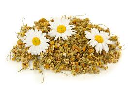 Mengonsumsi teh chamomile secara rutin dapat meningkatkan kekebalan tubuh. Teh Chamomile Manfaat Dan Bahaya Resep Persiapan Obat Teh Chamomile Khasiat Dan Kontraindikasi Yang Berguna Khasiat Teh Chamomile