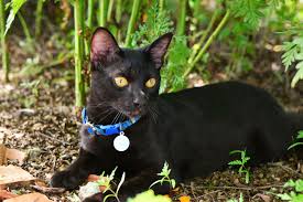 It was originally serialized in publisher shueisha's weekly shōnen jump magazine from july 2000 to june 2004, with the chapters later collected into twenty tankōbon (bound volumes). 11 Black Cat Breeds Bombay Japanese Bobtail And More