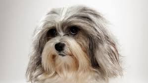 The lowchen is a cheerful, lively, affectionate dog. Everything About Your Lowchen Luv My Dogs