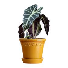 Plastic plant pots and planters are affordable, durable, stylish, light and are the ideal addition to any garden. Buy Bergs Potter Copenhagen Glazed Plant Pot And Saucer Amber 14cm Amara