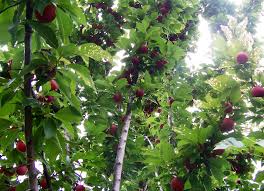 Just like tree runs, you can buy the saplings directly from the grand exchange or create them yourself. Fruit Tree Definition And Synonyms Of Fruit Tree In The English Dictionary