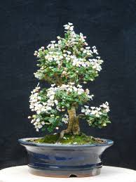 Image result for Malpighia coccigera