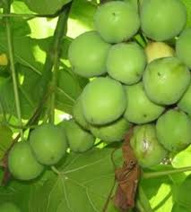 Image result for Vernicia fordii