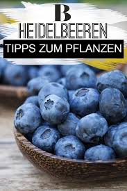 Heidelbeeren Pflanzen Pflege Und Tipps Heidelbeeren Pflanzen Blaubeeren Pflanzen Pflanzen Pflege