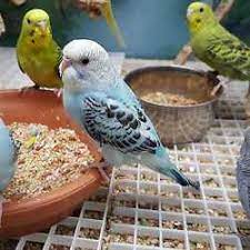 The pet store is now brought to you where you are, you can use any gadget that is able to access the internet and our online pet store is an online business which sells different kinds of animal breeds to the public. Nisar Pet Birds Shop Charminar Pet Shops In Hyderabad Justdial