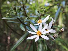 Image result for Kraussia kirkii