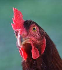 We did not find results for: Rhode Island Red Chicks