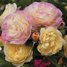*free* shipping on qualifying offers. Roses For 2020 Yard N Garden Land